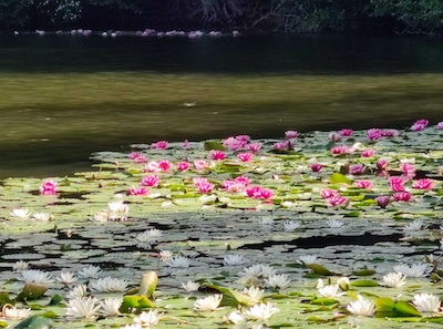 Seerosen auf einem Teich